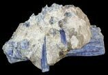 Vibrant Blue Kyanite Crystal In Quartz - Brazil #56929-2